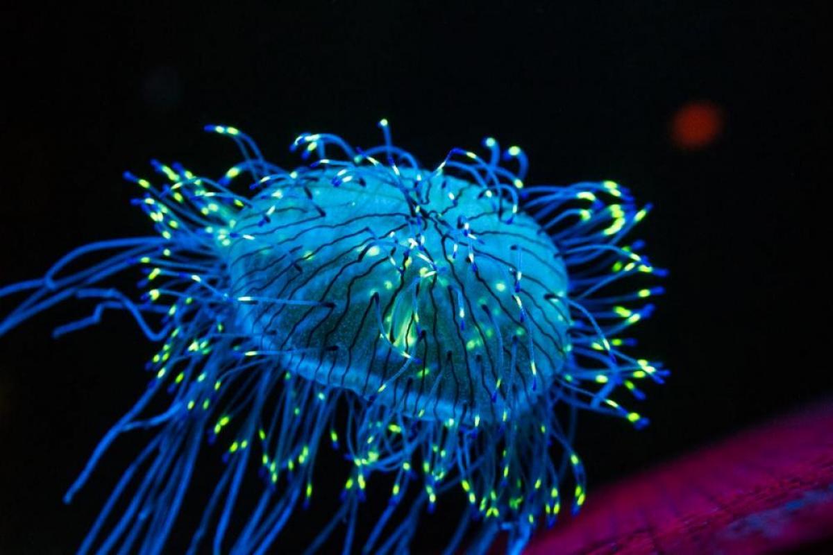 Pender Island Museum event Bioluminescence